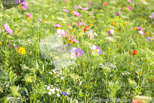 Image of Colorful flowers, selective focus on pink flower 