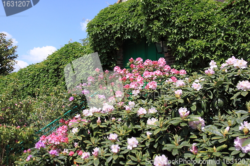 Image of Spring flowers in a garden