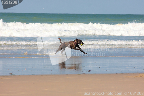 Image of dog playing ball on the beach in summer