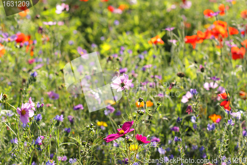 Image of Colorful flowers, selective focus on pink flower 