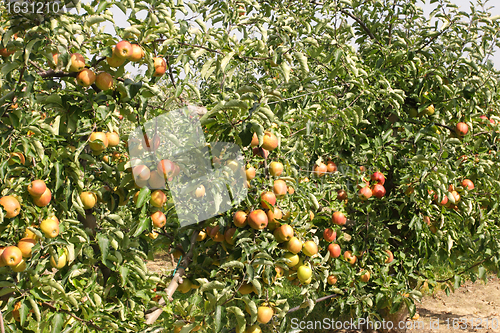 Image of apple orchard in summer, covered with colorful apples