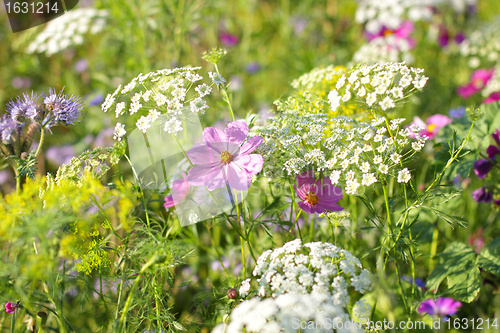 Image of Colorful flowers, selective focus on pink flower 