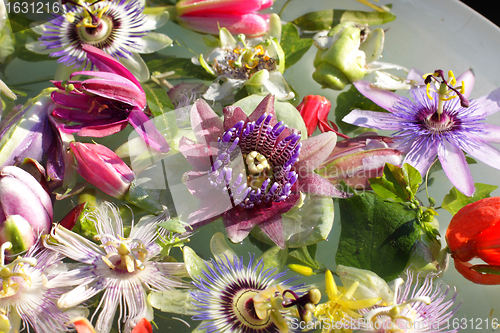 Image of different colored passionflowers, passion flower, floating on water