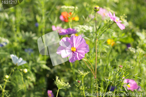 Image of Colorful flowers, selective focus on pink flower 