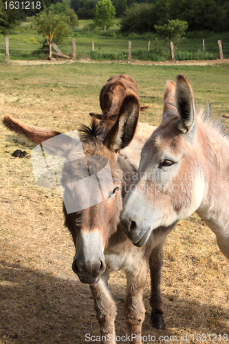 Image of quiet donkey in a field in spring