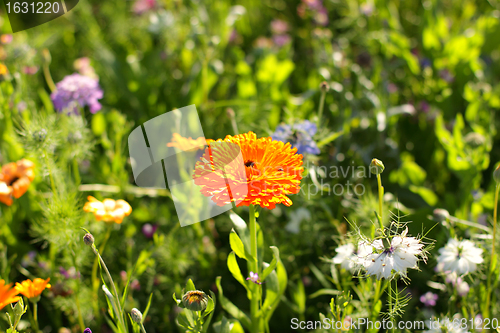 Image of Colorful flowers, selective focus on pink flower 