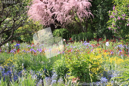 Image of Spring flowers in a garden