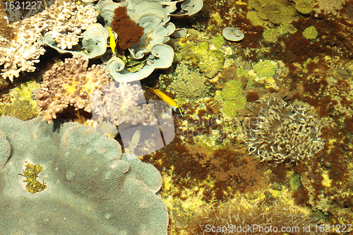 Image of tropical marine reef with corals and fish Surgeons