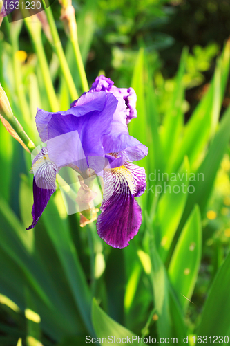 Image of Group of purple irises in spring sunny day. Selective focus. 