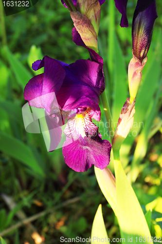 Image of Group of purple irises in spring sunny day. Selective focus. 