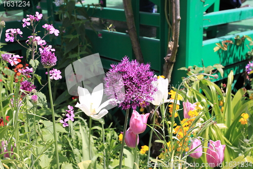 Image of Spring flowers in a garden