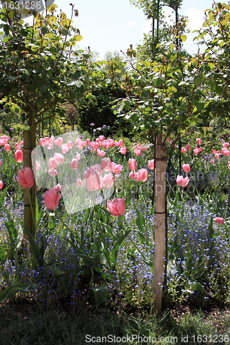 Image of Spring flowers in a garden