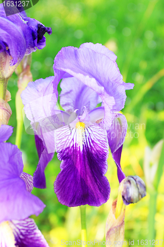 Image of Group of purple irises in spring sunny day. Selective focus. 