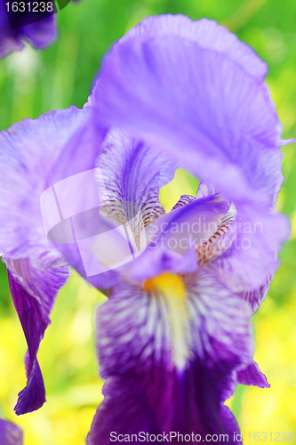 Image of Group of purple irises in spring sunny day. Selective focus. 