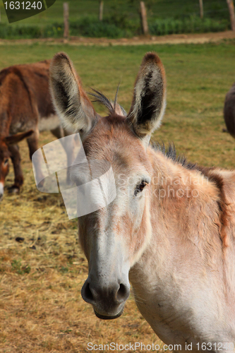 Image of quiet donkey in a field in spring