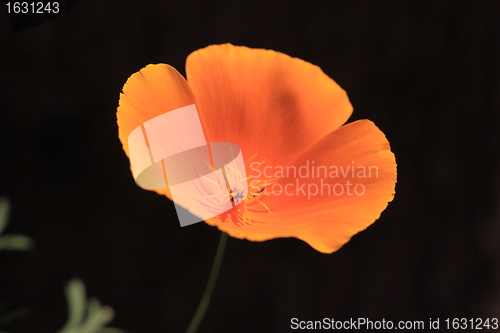 Image of Eschscholtzia of California, california poppy