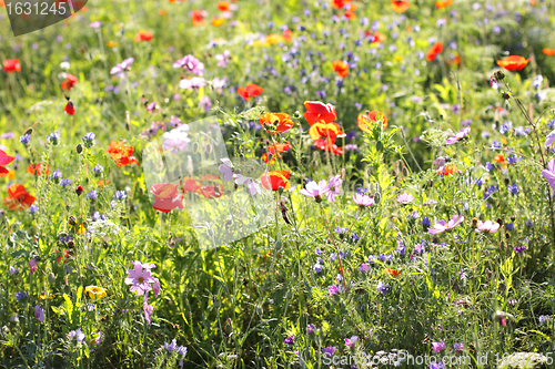 Image of Colorful flowers, selective focus on pink flower 