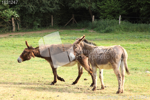 Image of quiet donkey in a field in spring