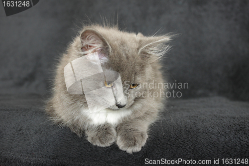 Image of gray and white kitten close up on a black background