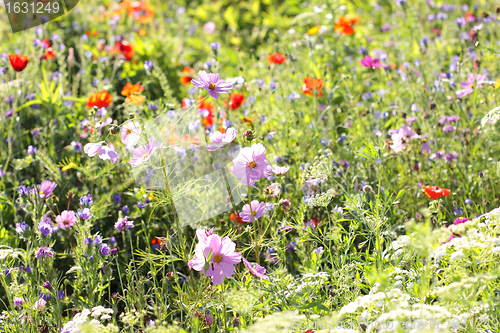 Image of Colorful flowers, selective focus on pink flower 