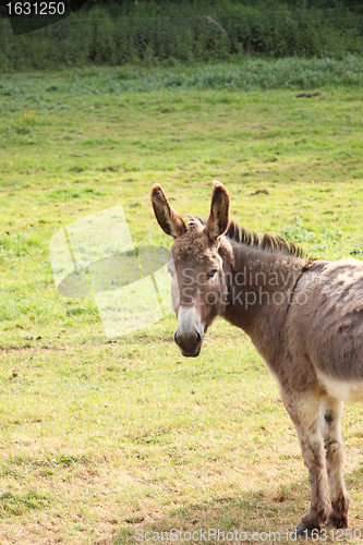 Image of quiet donkey in a field in spring