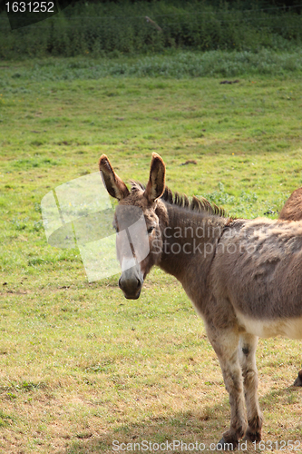 Image of quiet donkey in a field in spring