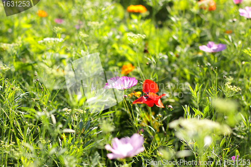 Image of Colorful flowers, selective focus on pink flower 