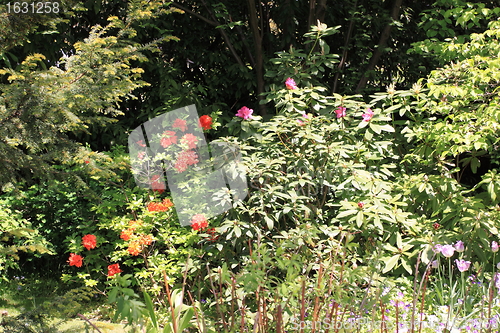 Image of Spring flowers in a garden
