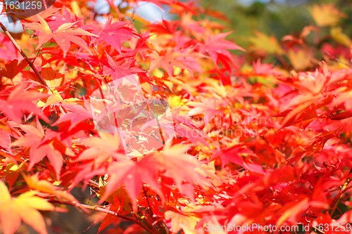 Image of maple in autumn with red and orange leaves