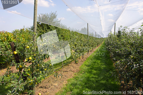 Image of apple orchard with nets to protect against hail and birds