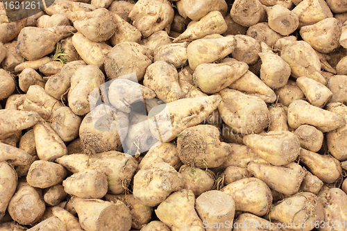 Image of Sugar beet pile at the field after harvest