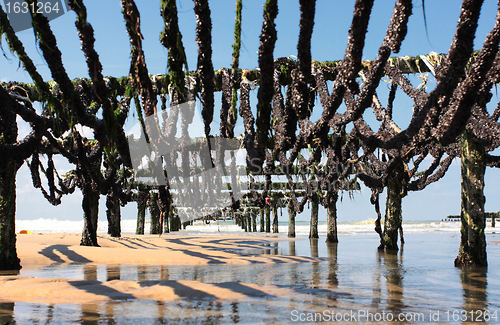 Image of mussel farming on the coast of opal in the north of France