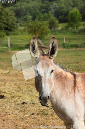 Image of quiet donkey in a field in spring