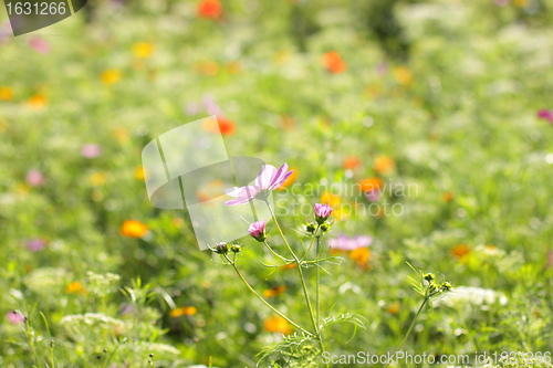 Image of Colorful flowers, selective focus on pink flower 