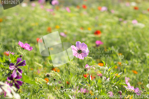 Image of Colorful flowers, selective focus on pink flower 