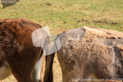 Image of quiet donkey in a field in spring