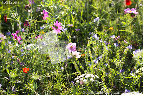 Image of Colorful flowers, selective focus on pink flower 