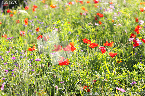 Image of Colorful flowers, selective focus on pink flower 