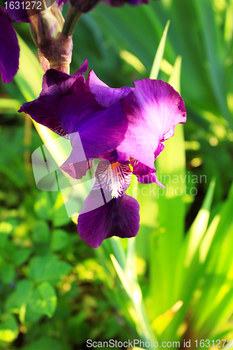 Image of Group of purple irises in spring sunny day. Selective focus. 