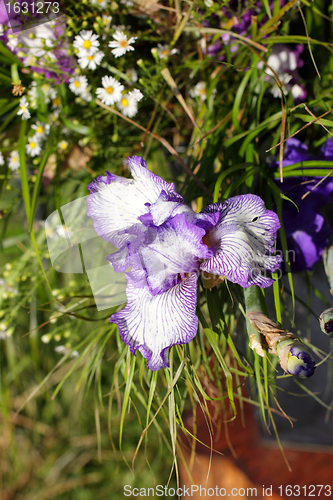 Image of Group of purple irises in spring sunny day. Selective focus. 