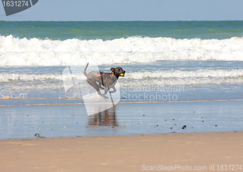 Image of dog playing ball on the beach in summer