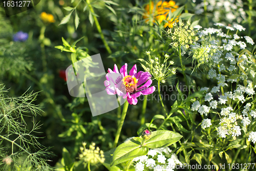 Image of Colorful flowers, selective focus on pink flower 