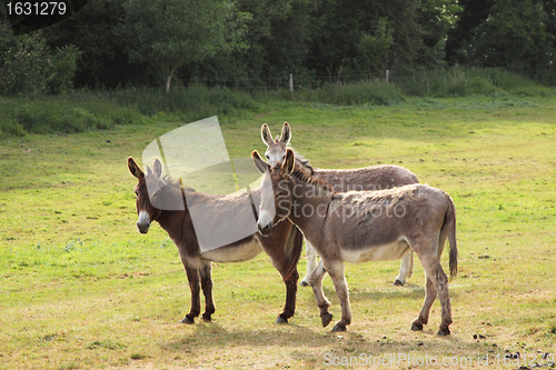 Image of quiet donkey in a field in spring