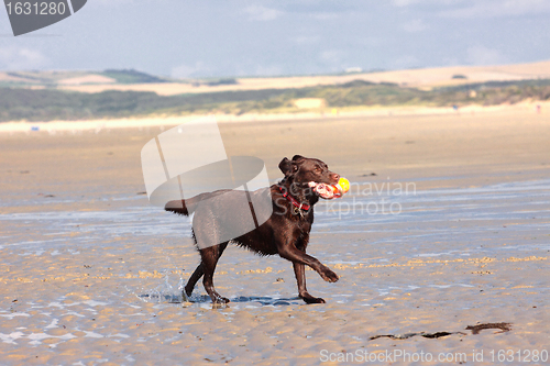 Image of dog playing ball on the beach in summer