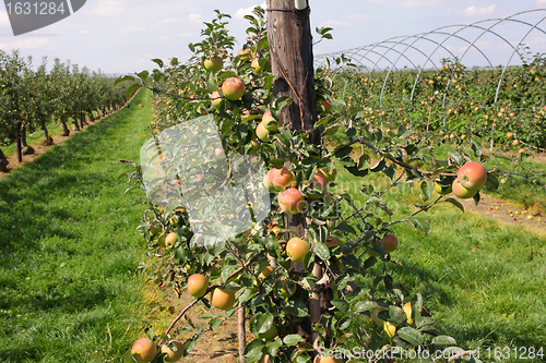 Image of apple orchard in summer, covered with colorful apples