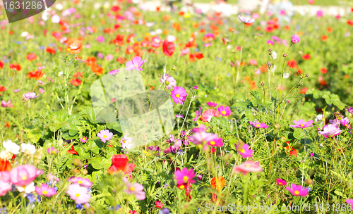 Image of Colorful flowers, selective focus on pink flower 