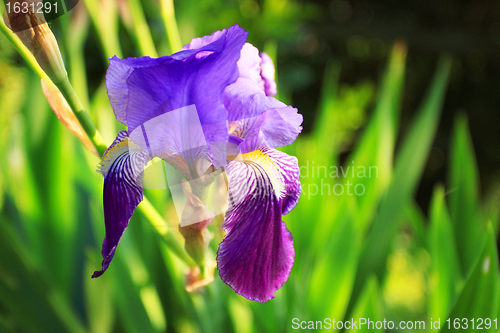 Image of Group of purple irises in spring sunny day. Selective focus. 