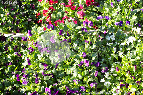 Image of pansy pots for sale in a market in the autumn