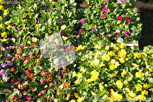 Image of pansy pots for sale in a market in the autumn