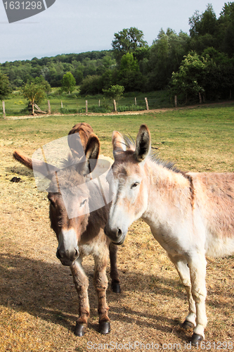 Image of quiet donkey in a field in spring